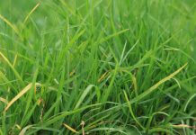 Het lekker verse gras