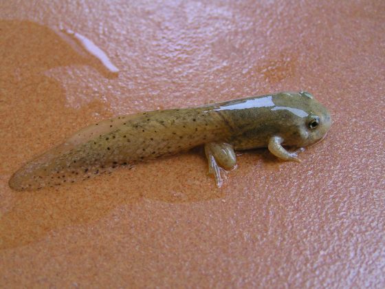 https://pixabay.com/en/tadpole-frog-amphibious-2243033/