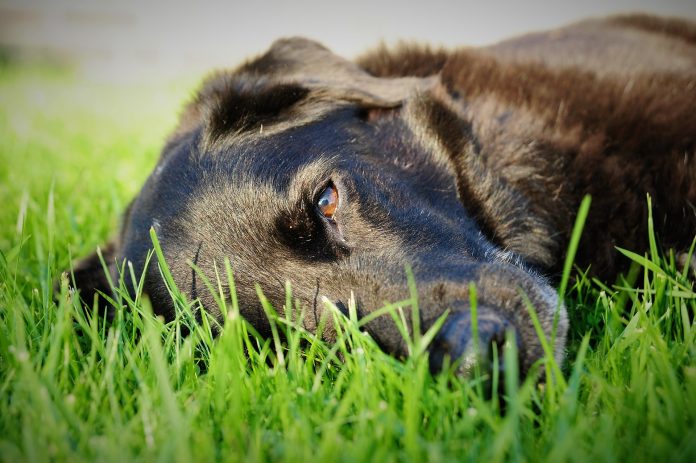 hond liggend in het gras