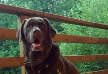 Gaspard n’aboie plus