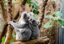 Het koalabeertje