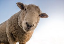 Het schaap dat Bèèèèh heette