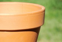 De struik die omwaaide