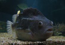 Harry, de Snotolf – deel 3/3